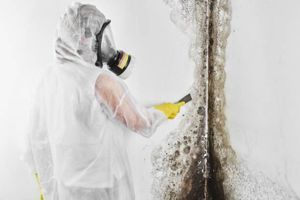 Best HVAC Mold Remediation in Seaside, OR