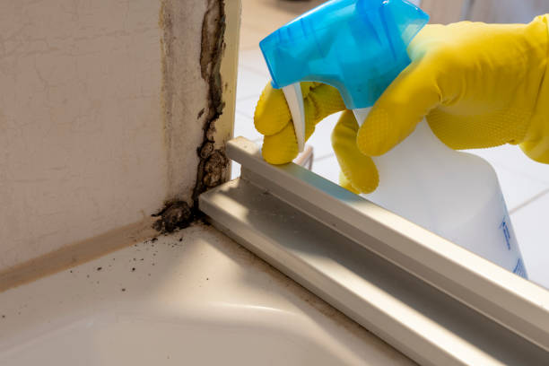 Best Mold Testing and Inspection Services in Seaside, OR